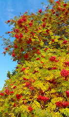 Rowan or mountain ash with bright red berries in sunny autumn da