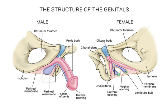 structure of the genitals, a medical poster