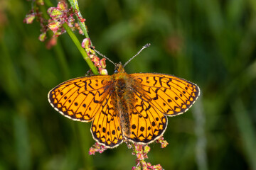 Lewertbachtal, Boloria eunomia, Randring-Perlmuttfalter, 16.06.2021