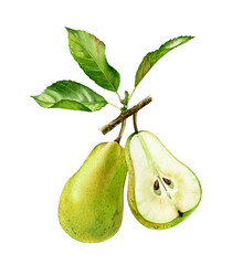 Watercolor green pears. Two pear fruits, whole and a half with leaves. Realistic botanical floral composition. Isolated illustration on white. Hand drawn exotic food design element