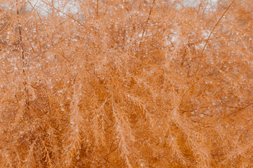 Brick colored, ochre colored plants in autumn in raindrops in wet weather, autumn beautiful background