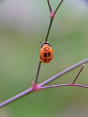 ladybird on a leaf