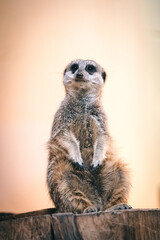 Erdmännchen Wächter in einem Zoo in Münster, Deutschland