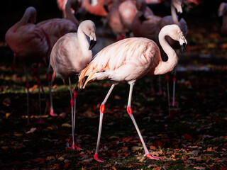 Chilenische Flamingos in einem Tierpark, Münster; Deutschland