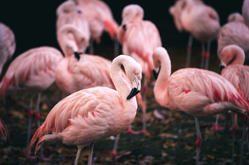 Chilenische Flamingos in einem Tierpark, Münster; Deutschland
