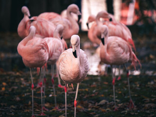 Chilenische Flamingos in einem Tierpark, Münster; Deutschland