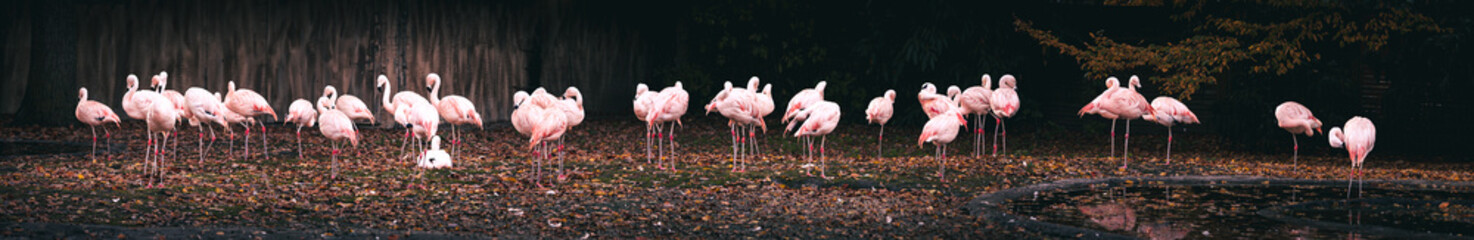 Ultra-Panorama - Chilenische Flamingos in einem Tierpark, Münster; Deutschland