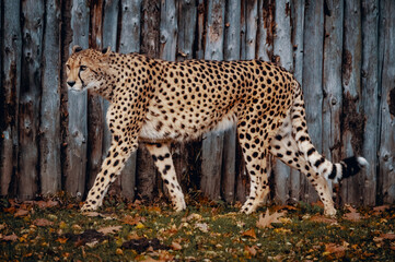 Portrait - Gepard vor einer Bretterwand in einem Zoogehege, Münster, Deutschland