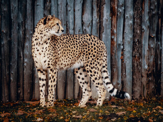 Portrait - Gepard vor einer Bretterwand in einem Zoogehege, Münster, Deutschland