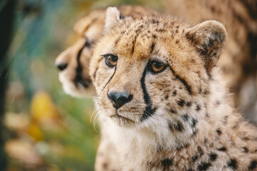 Close Up Portrait - junge Geparden in einem Zoogehege, Münster, Deutschland