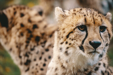 Close Up Portrait - junge Geparden in einem Zoogehege, Münster, Deutschland