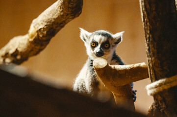 Close Up eines Katta (Lemur catta) in einem Zoogehege in Münster, Deutschland