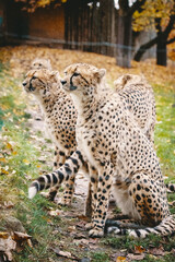 Sitzende, junge Geparden in einem Zoogehege, Münster, Deutschland