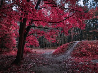 Strange mysterious forest in pink color. Ethereal autumn forest, magical morning in the woods. Atmospheric landscape for background.