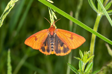 Fototapeta premium Rotrandbär, Diacrisia sannio, 16.06.2021, Weibchen, Lewertbachtal
