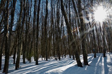 Bosque nevado del sur