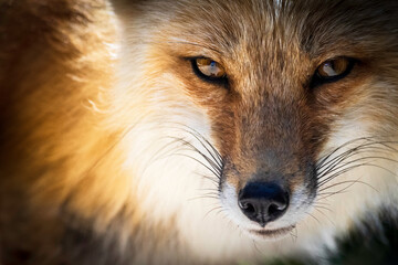 Fototapeta Closeup of the fox eyes. Animal portrait. obraz