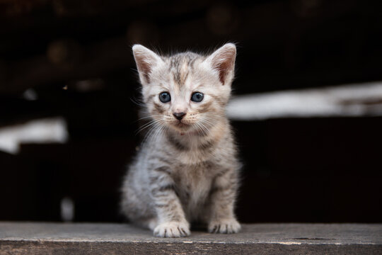 Beautiful portrait of a little cute kitten looking upfront