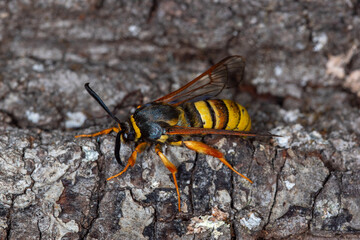 Sesia bembeciformis, Großer Weiden-Glasflügler, Leverkusen, 19.06.2021