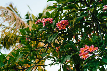 Beautiful tender branch on flowers tree in garden during summer time, essential cultivation of pink blossom for medical or aromatic perfumes, scent aromatherapy blooming at natural environment