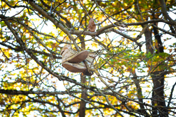 alte schuhe hängen im baum symbol wandern herbst