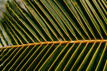 Close up view of green coconut leaf as textured pattern for your tropical advertising, selective focus on exotic macro greenery palm tree leaves during daytime in botanical environment on Bali
