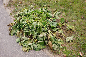Closeup of a fading shrub on the ground