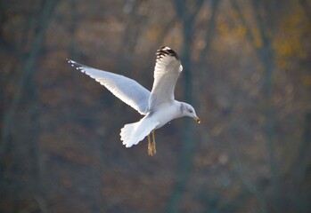 Seagull in Flight