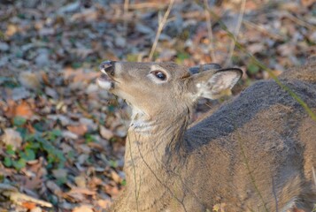 Adorable Happy Doe