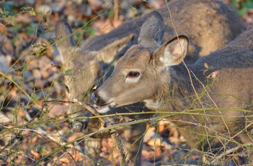 Deer