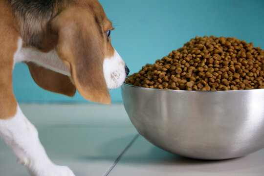 Beagle puppy is going to eat a full bowl of dog food, too big for him. Hungry dog, gluttony.