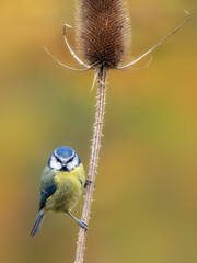 Adult Blue tit (Cyanistes caeruleus) perched on Teasel against autumnal background - Surrey, UK,...