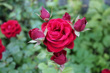 pink roses in garden