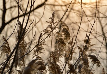 Reeds in the morning light