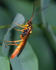 parasitoid wasp Monoblastus sitting on a leaf of a plant