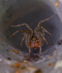 Labyrinth spider Agelena labyrinthica waiting for a prey in its den