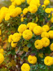 Bright yellow Tagetes erecta, Mexican marigold close-up