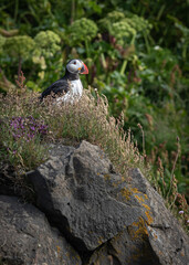 Icelandic Puffin