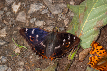 Kleiner Schillerfalter, Apatura ilia, Pommern, Mosel, 28.06.2021