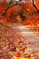 Beautiful autumn landscape, a trail among trees with yellow and red leaves.