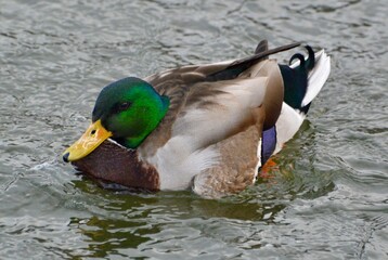 Resting Mallard Duck