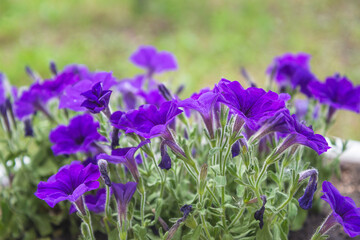 Purple blooming petunia flowers close up