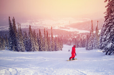 Snowboarder glides on fresh snow among spruce forest at sunset. Winter active sport concept - obrazy, fototapety, plakaty