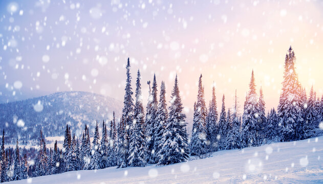 Beautiful winter panorama landscape, pine trees covered with fresh snow on frosty sunset