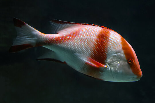 Lutjanus Sebae (Cuvier) - Emperor red snapper, Emperor Bream. Fish in the aquarium. Fish underwater.