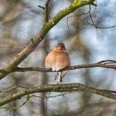 one cold chaffinch on a tree at a sunny and frosty winter day