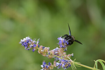 close-up of a wild wooden bee with shimmering blue wings collecting nectar on a flower with a blurry green background