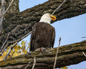 Bald Eagle with its breakfast.
