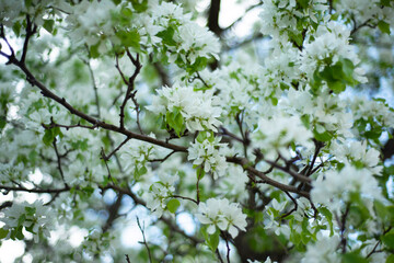 Floral backgrounds. Apple tree in bloom.