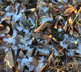 Blue-white snow on fallen withered leaves